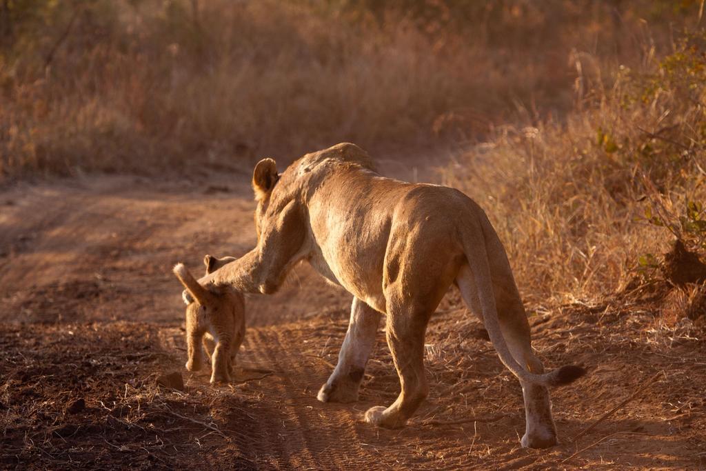 Thornybush Jackalberry Lodge Wildreservat Thornybush Exterior foto
